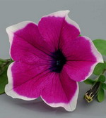 Петуния Сурфиния Джиант Пикоти Пурпл